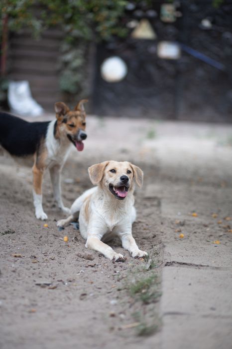 Стерилизованая , добрая Битуся отдам в семью