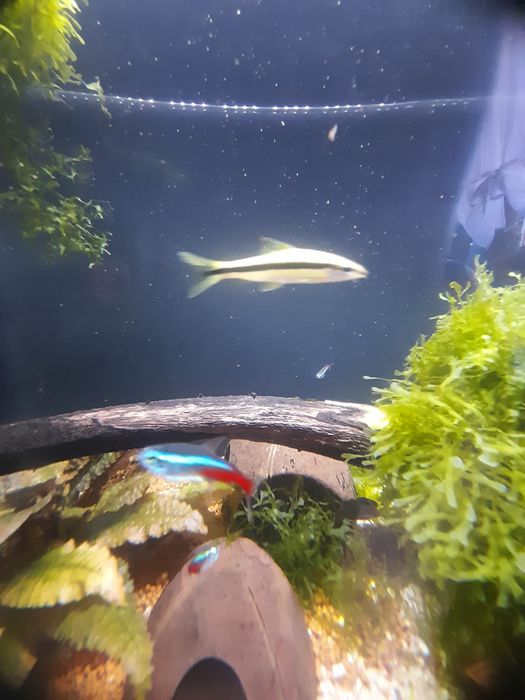 Wymienie gupika,danio i kosiarke