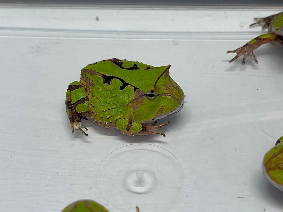 Żaba rogatą ceratophrys cornuta green
