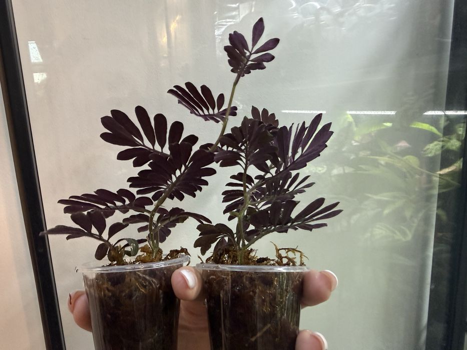solanum uleanum