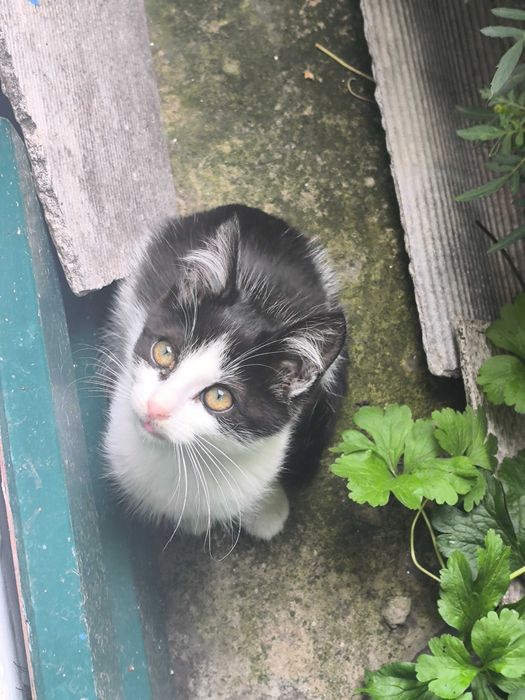 Віддам кішку 3 місяці, безкоштовно