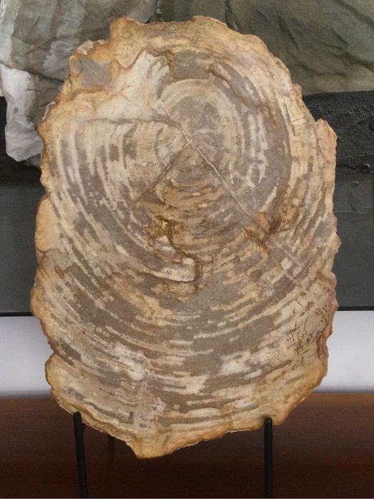 Grande Fóssil - Madeira Petrificada - 23 milhões de Anos