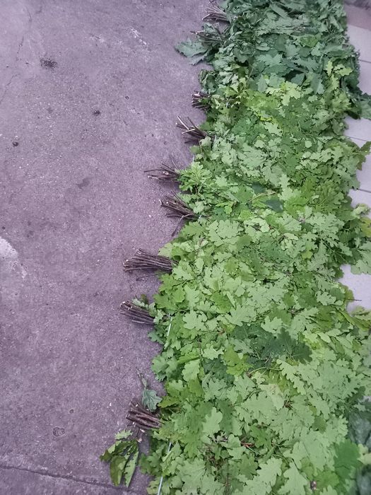Продам віники для бані
