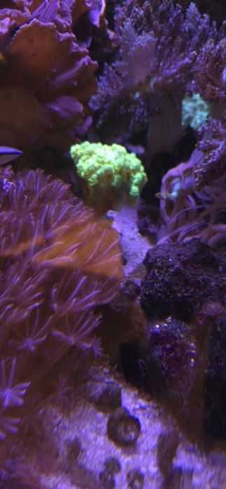 Sprzedam calaustra green fluo
