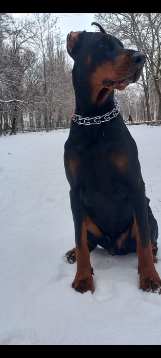 Ищем невесту для добермана