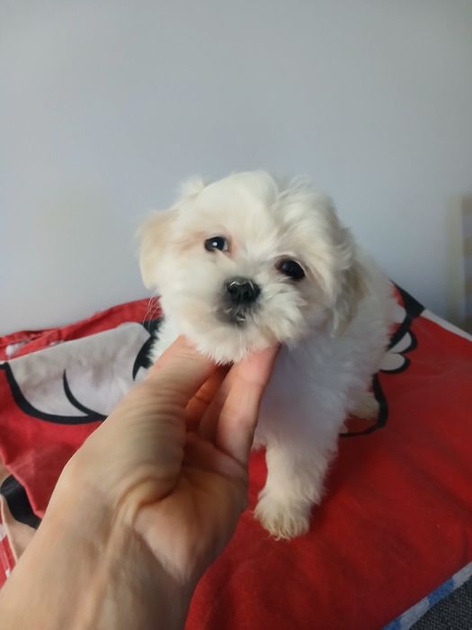 Śliczny szczeniakak malshi aktualne