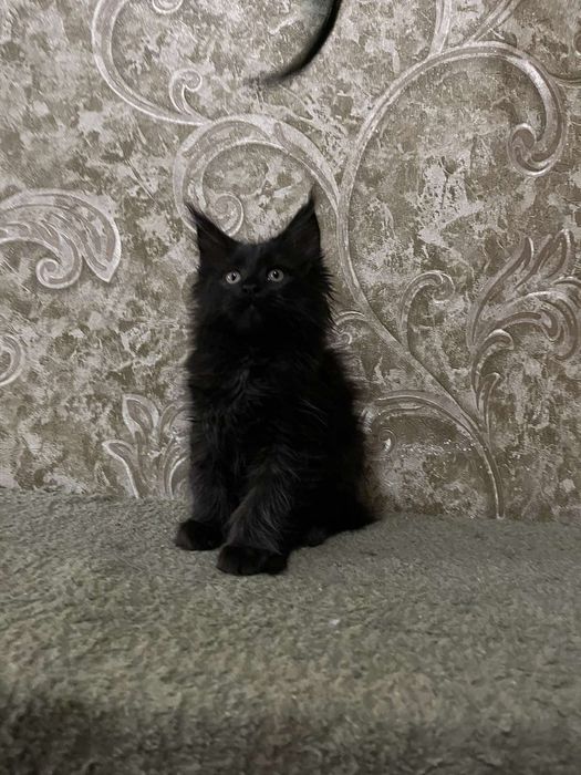 Продаються Мейн кунчики