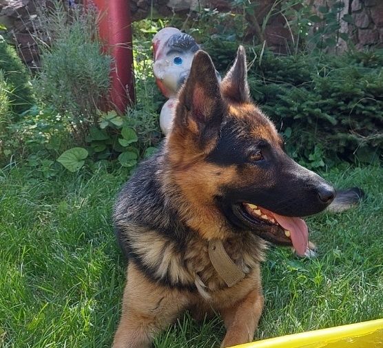 Пропала німецька вівчарка