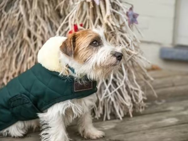 Оригінал пальто для собак» від Kentucky Dogwea.(X XS)