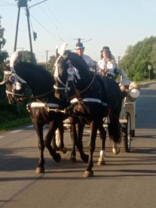 Dodatki ślubne . Bryczka do ślubu