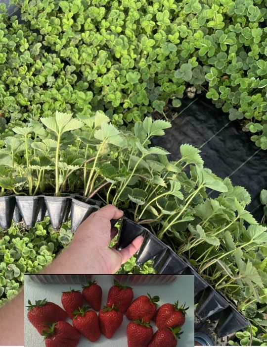 Саджанці у касеті великоплідної полуниці