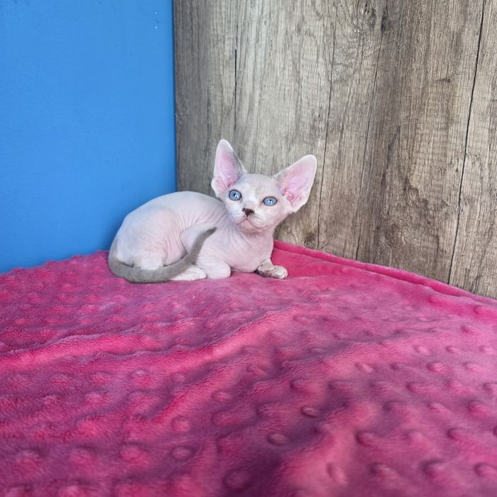 Devon rex koteczka