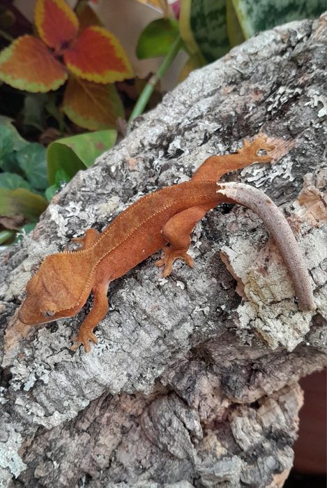 Gekon orzęsiony młoda samica red bicolor