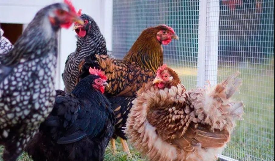 Інкубаційні яйця курей ВЕСЕЛКА  У ПРОДАЖІ