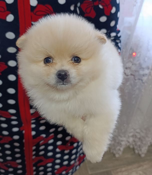 Хлопчик померанський шпіц