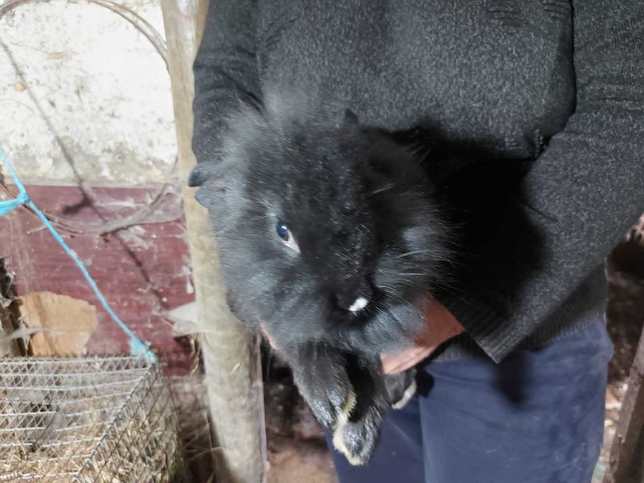 Coelhos de estimação