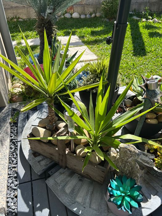 Várias plantas exterior