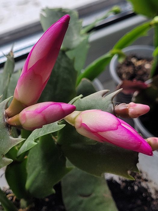 Шлюмбергера яскраво рожевий колір