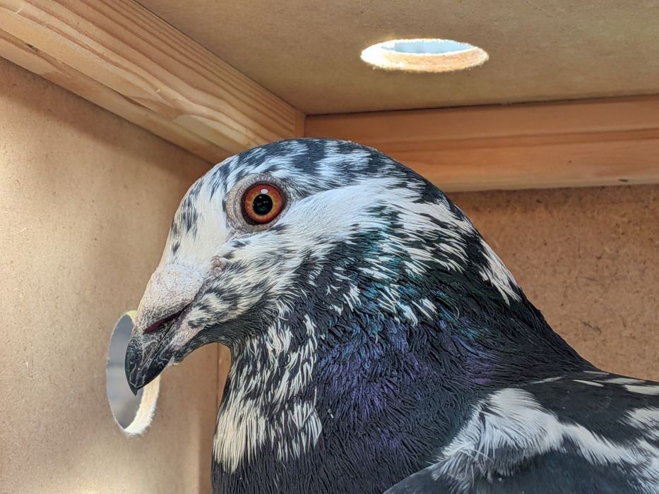 Sprzedam Gołębie Tygrys SAMCE