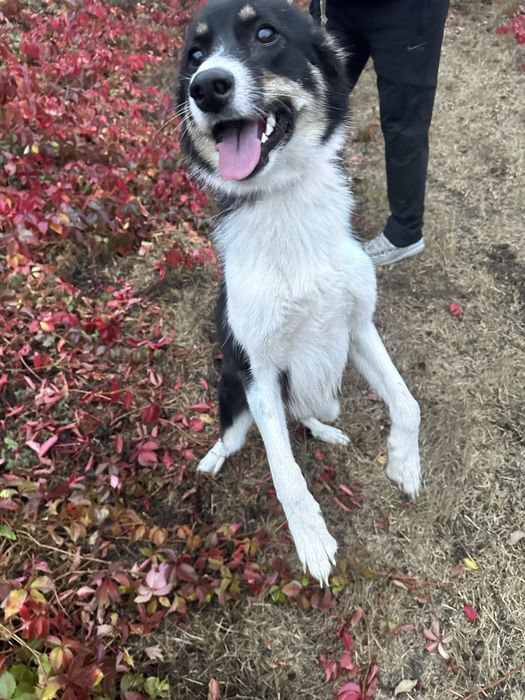 Метис бордер колли девочка Мэй ищет семью