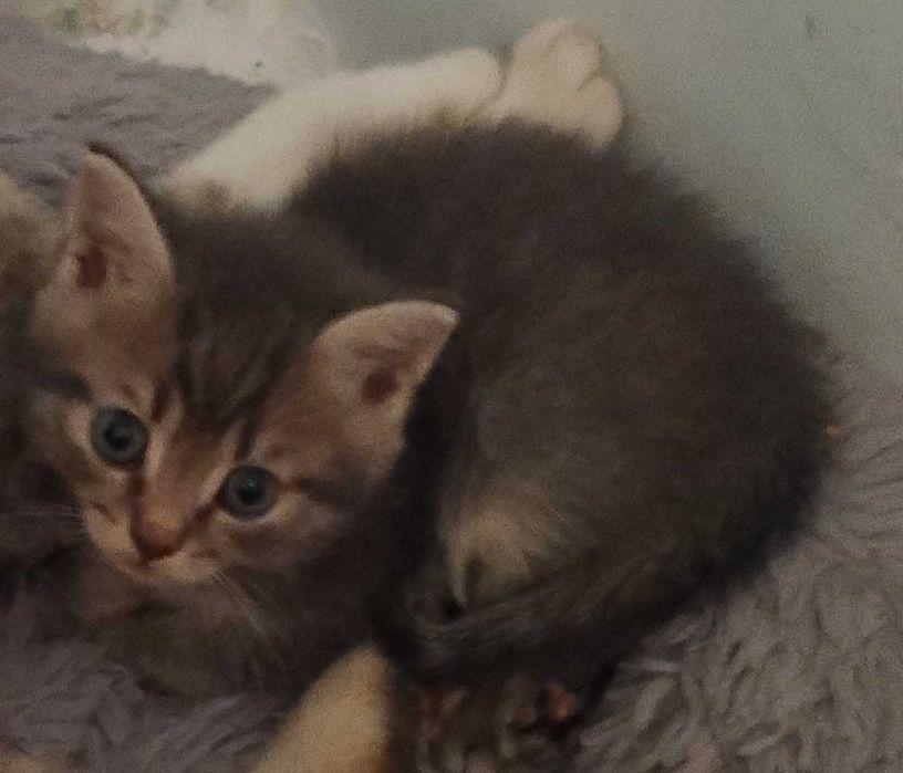 Отдаю БЕСПЛАТНО котят