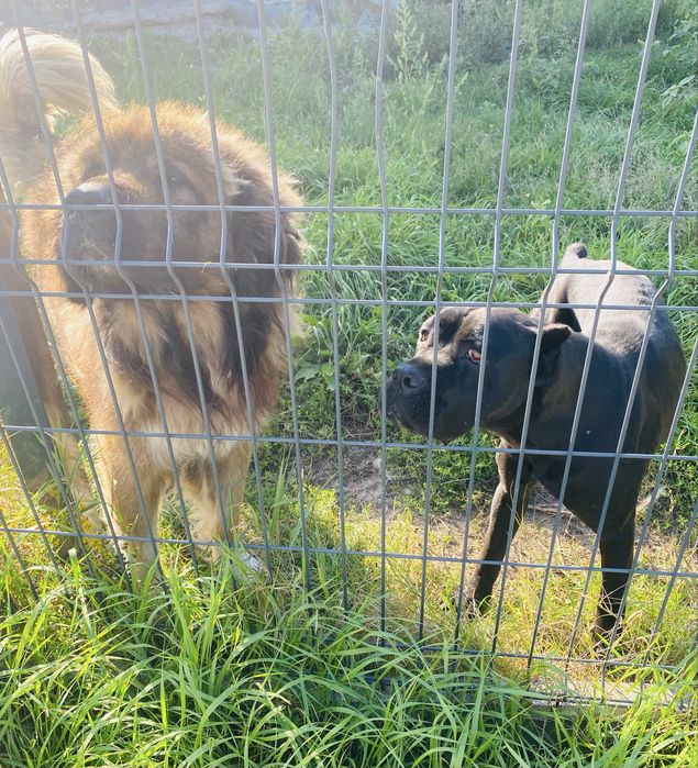 Owczarek kaukaski i cane corso szukają domu!