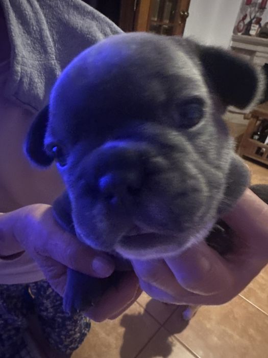 Buldog Francês macho