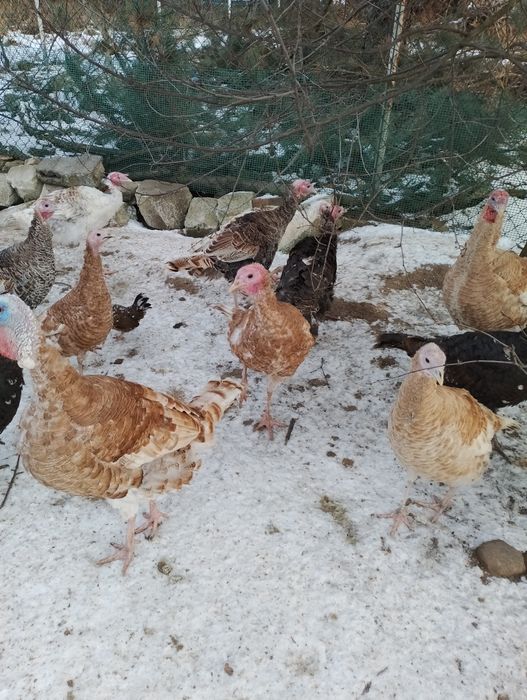 Jndyczki i jndory 2025