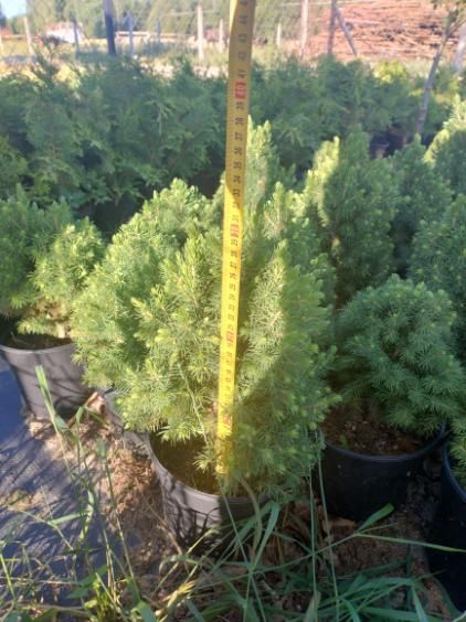 Thuja szmaragd, Świerk biały Conika