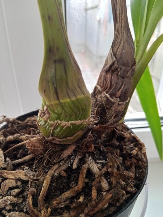 Цікавий по кольору цимбідіум