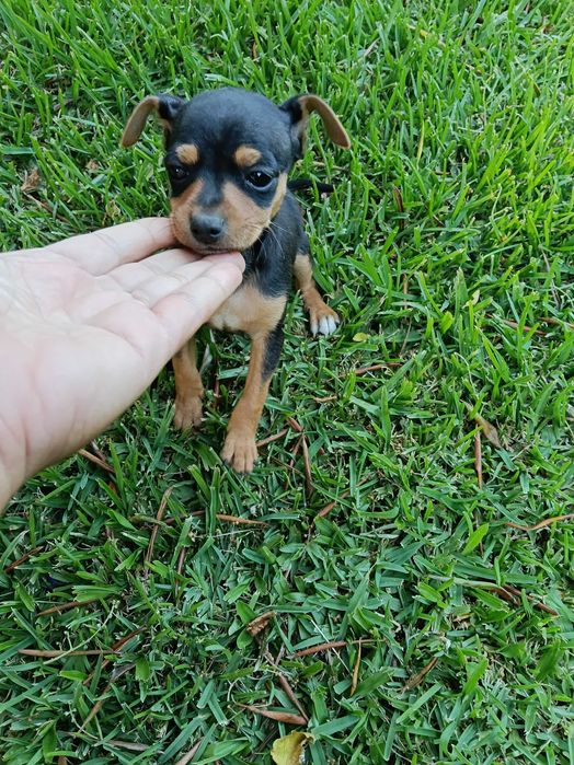 Pinscher macho lindo