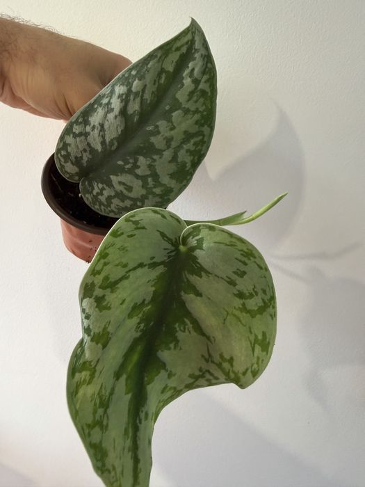 Scindapsus silver ann
