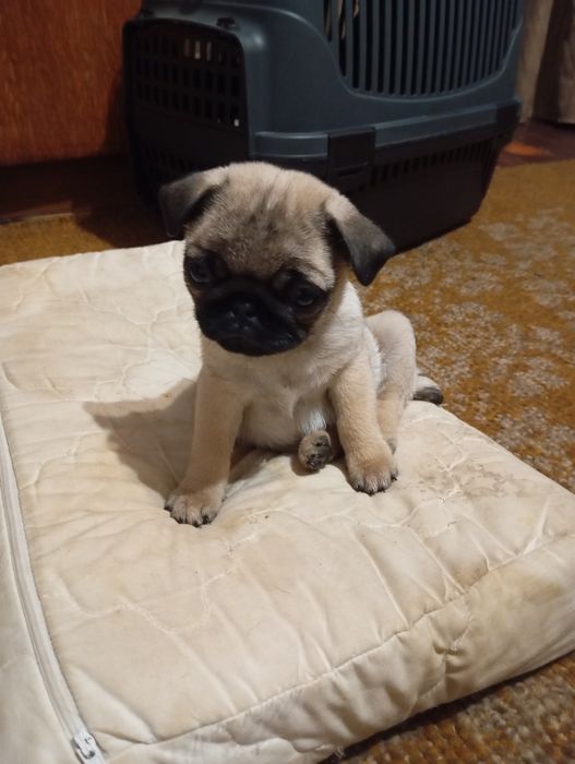 Гарні маленькі мопси