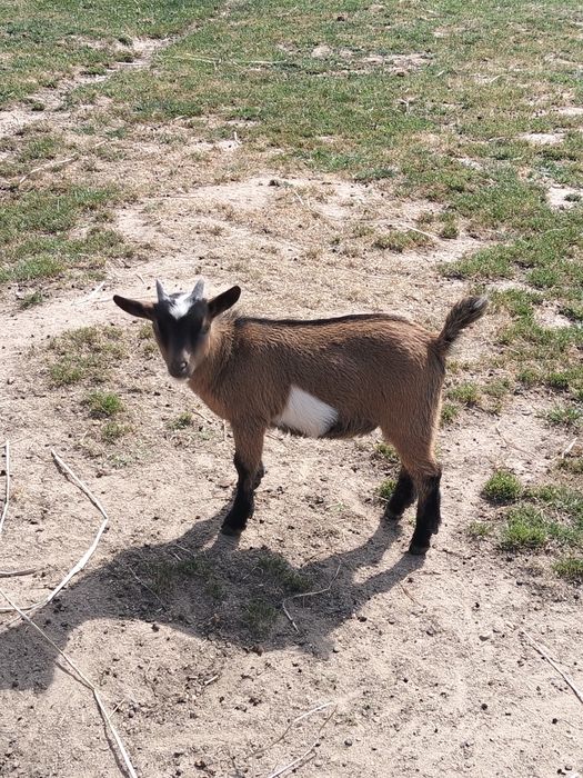 Vendo cabras anãs