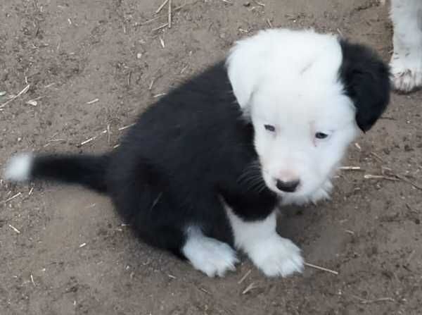 Border collie pura de olho azul