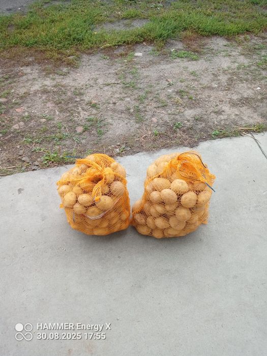 Ziemniaki jadalne Królowa Anna inne produkty