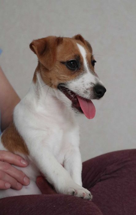 Джек Рассел тер'єр цуценя