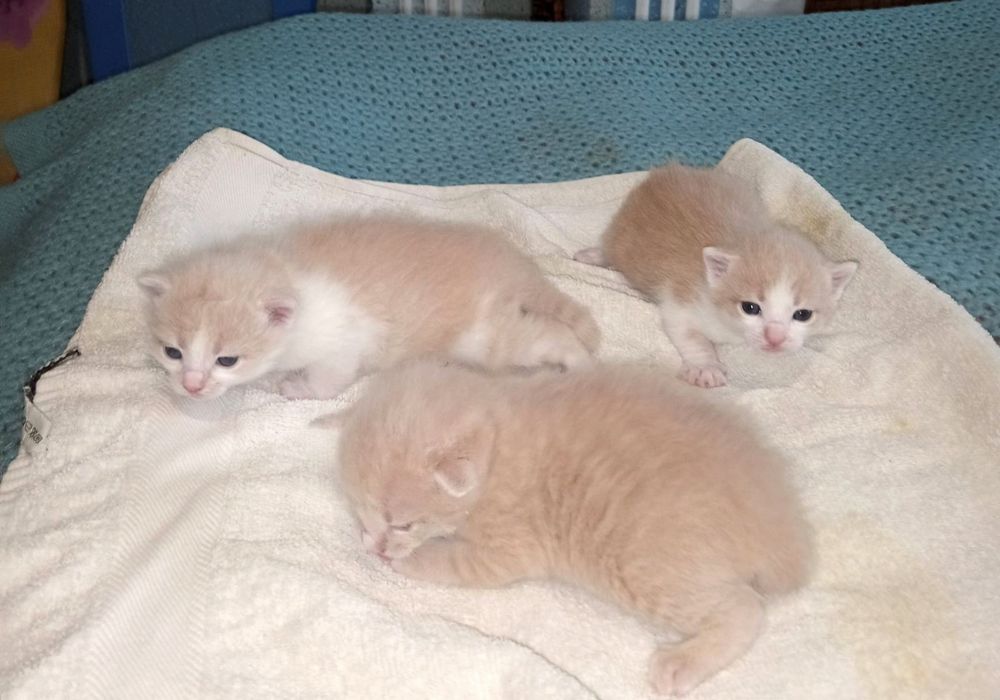 Кошенята,_ в добрі руки