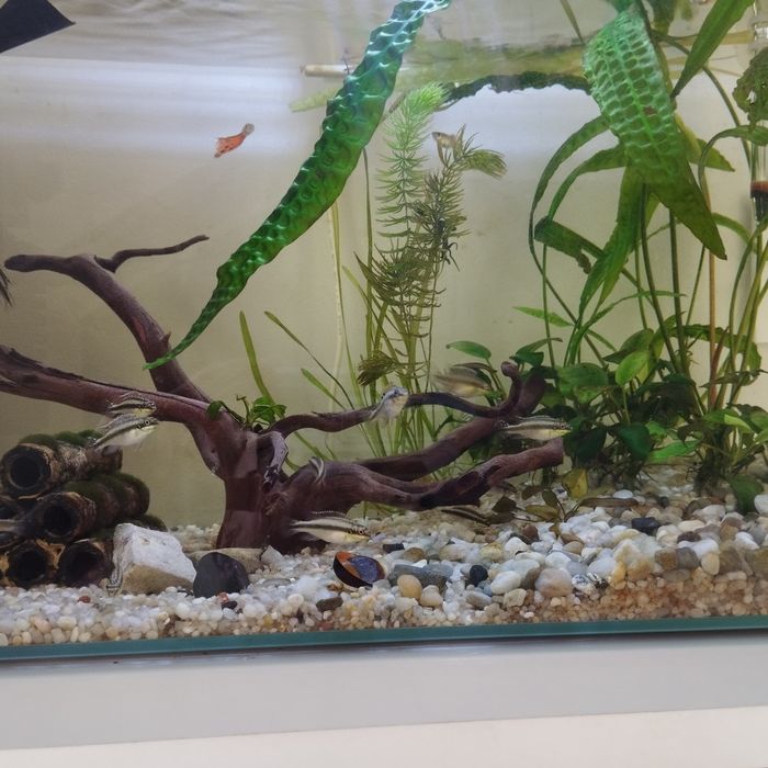 Barwniak Czerwonobrzuchy