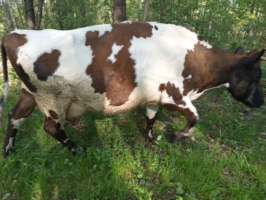Продам молочну корову
