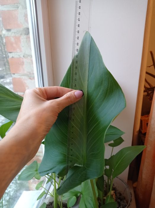 Квітка Калла, кімнатна,