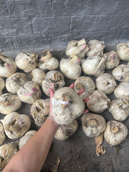 Часник Великоплідний Суворовський