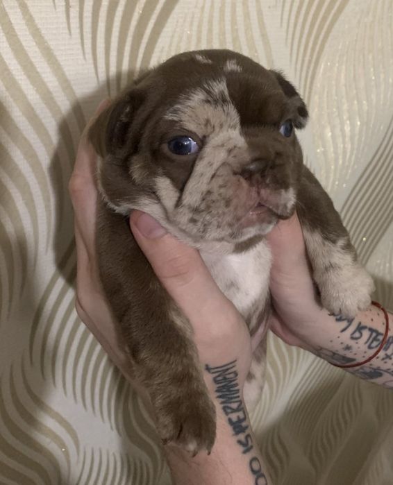 Чарівна Ізабелка