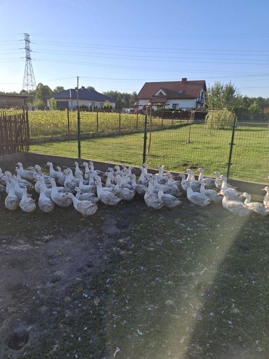 Sprzedam kaczki mięsne