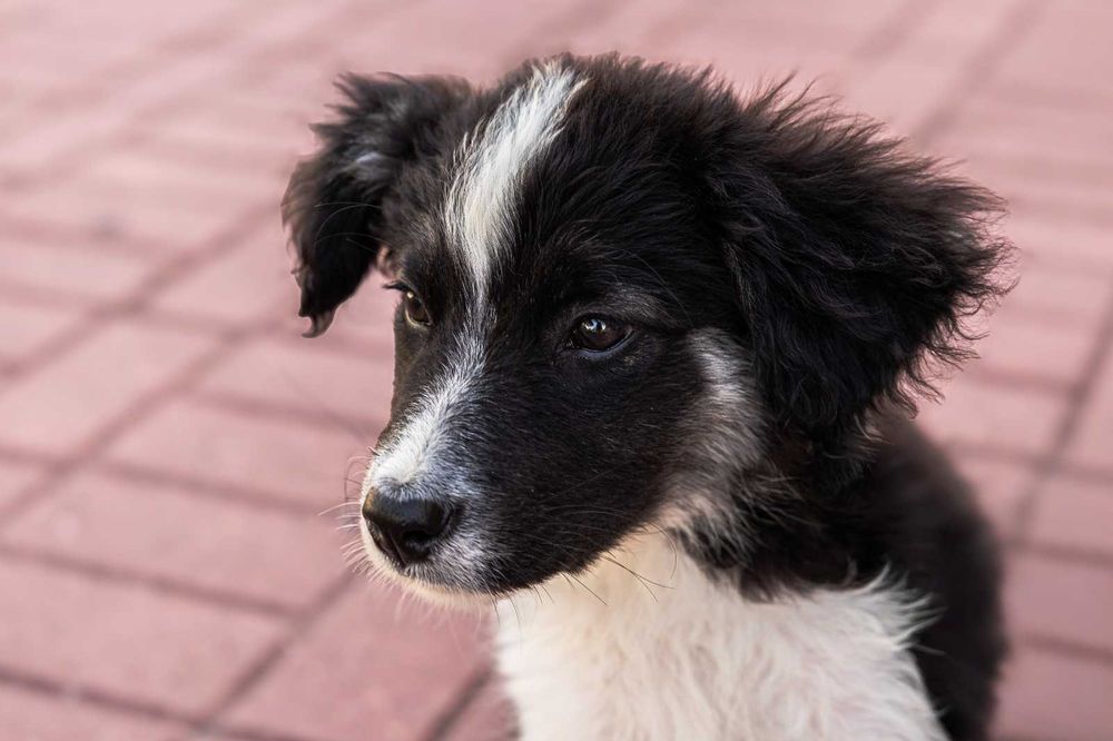 Cadelas bebés para adoção responsável