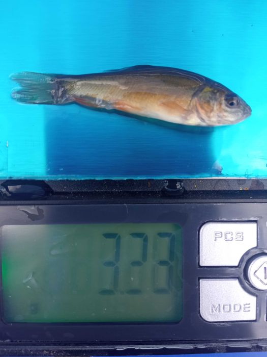 ЛИН малі та великі особини...