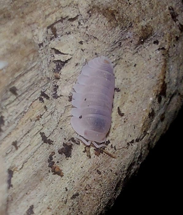 Cubaris murina papaya