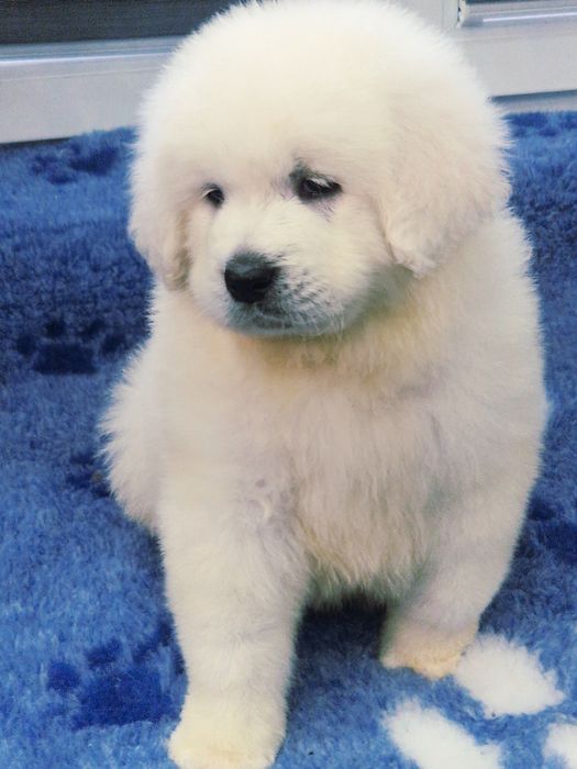 Sprzedam pieska Owczarek podhalanski