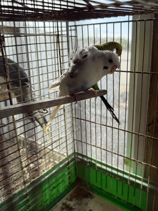 Piriquito alecrin Hogoromo Macho
