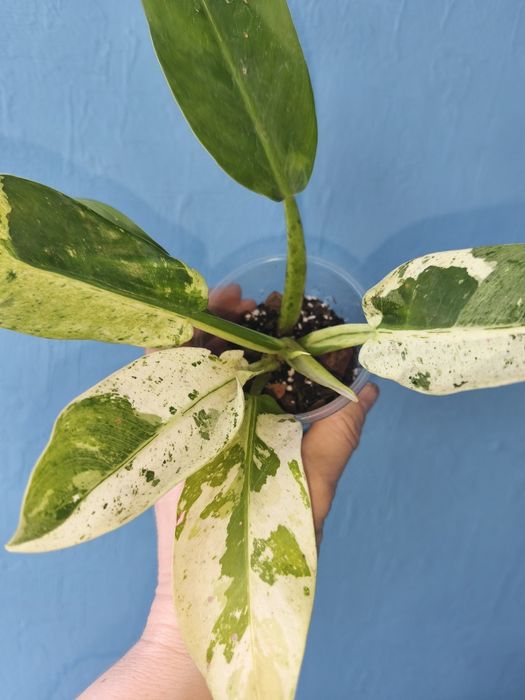 Філодендрон Orlando